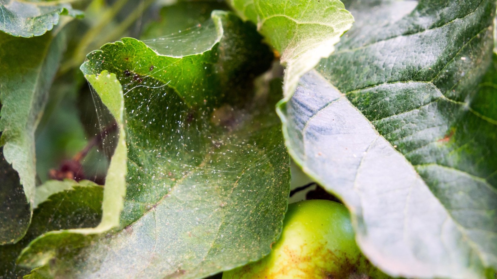 Leaves are speckled with yellow and white spots, accompanied by fine webbing on the undersides.