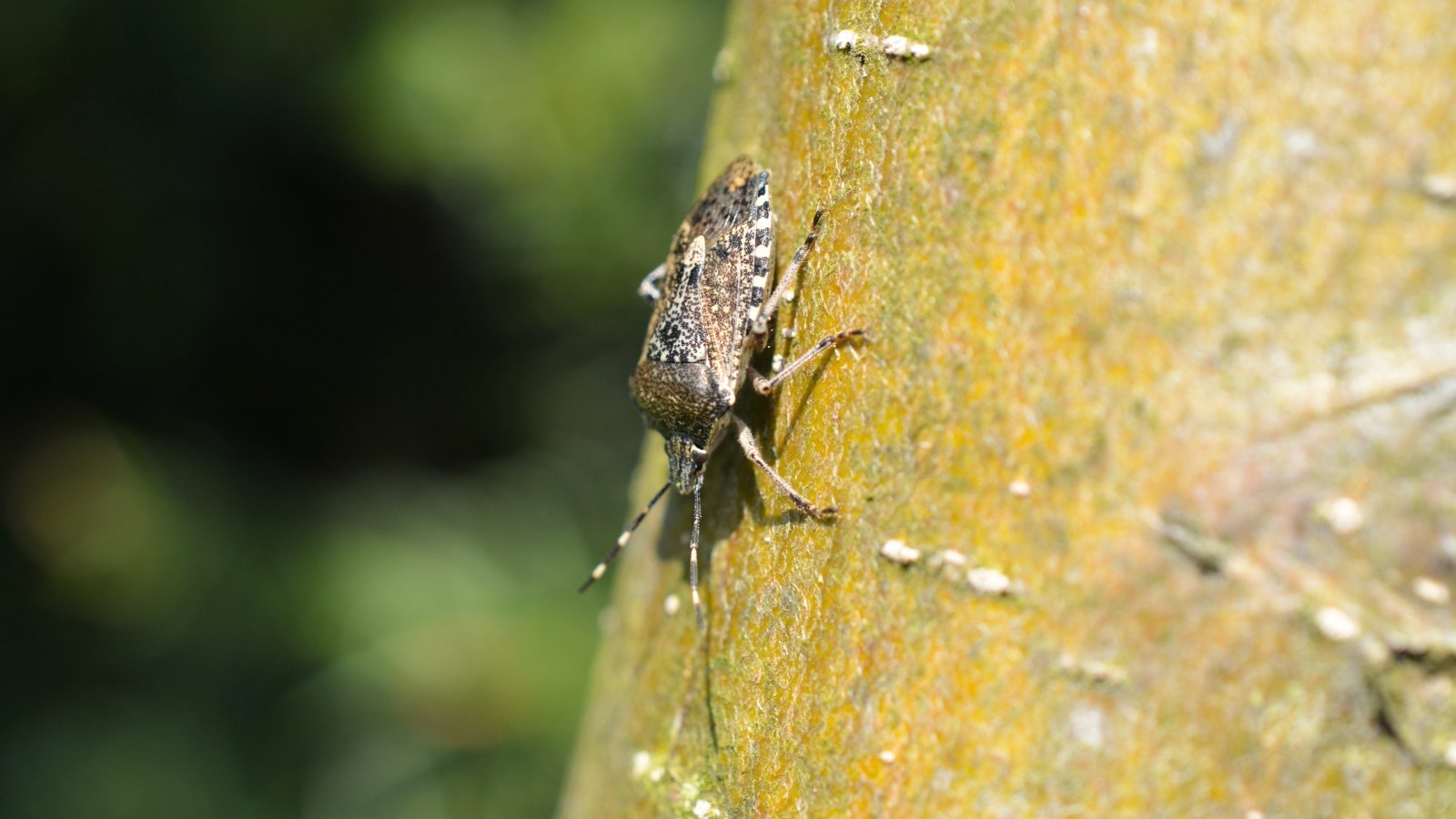 Close-up of a shield-shaped brown beetle on the bark of a tree.