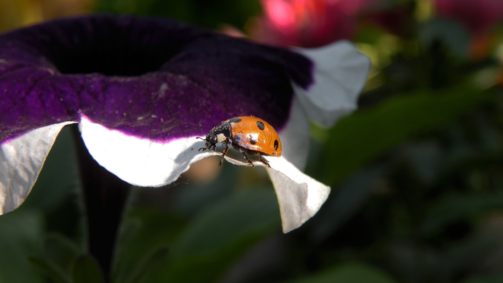 Close-up of a ladybug on a velvety dark purple petunia flower with white edges in a garden bed.