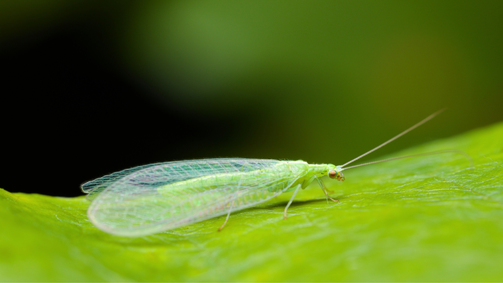 The Green lacewing is a delicate insect with translucent, pale green wings veined in a fine network, long antennae, and striking golden eyes.