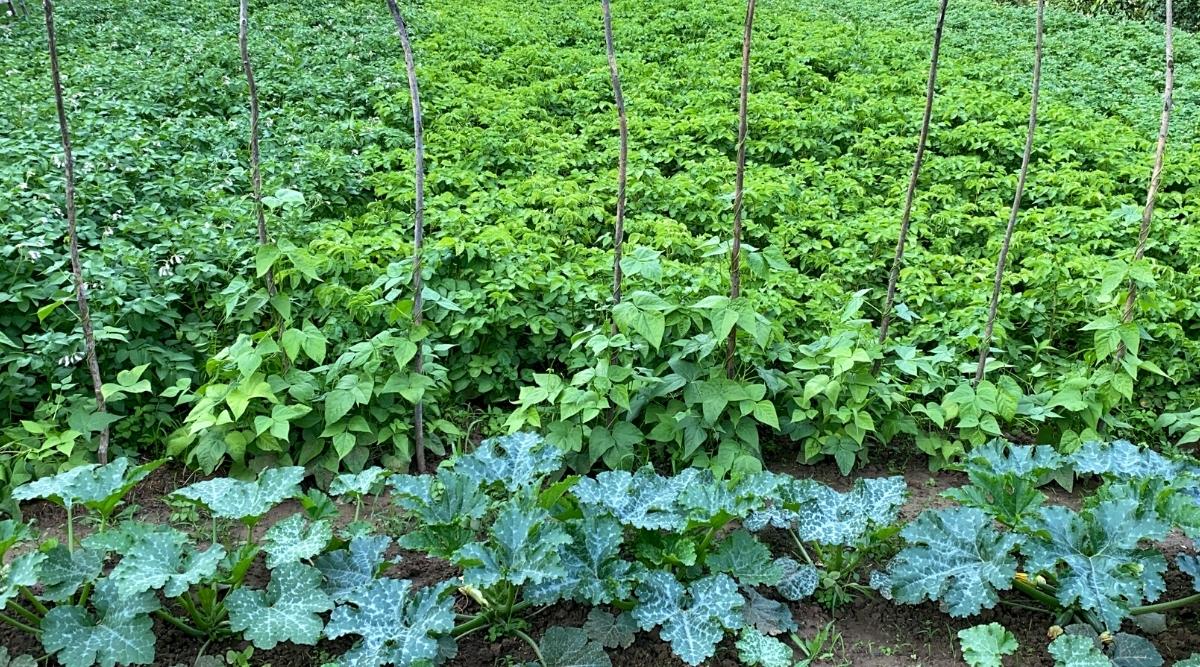 An image of potatoes growing in the garden next to other greens in rows. All of them are in season but not yet harvestable.