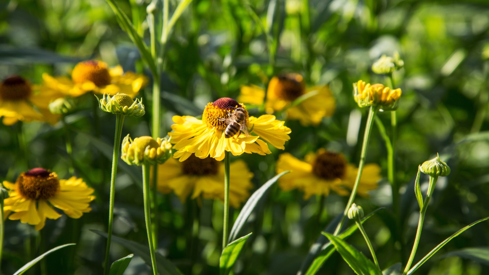 Close-up of a bee on a flowering Helenium plant in a sunny garden.