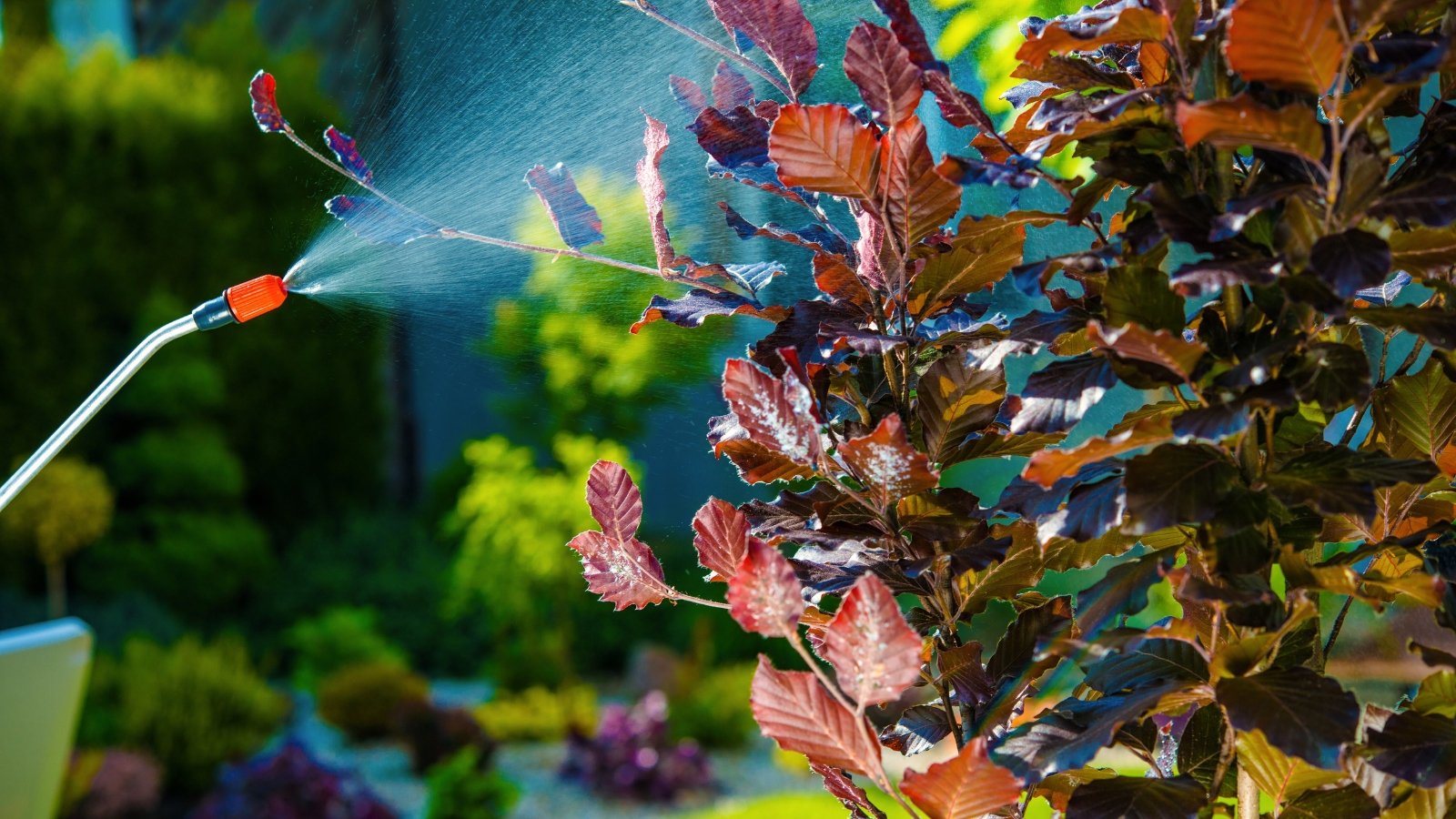 Spraying a Columnar European Beech plant with beautiful ornamental purple foliage using a garden sprayer.
