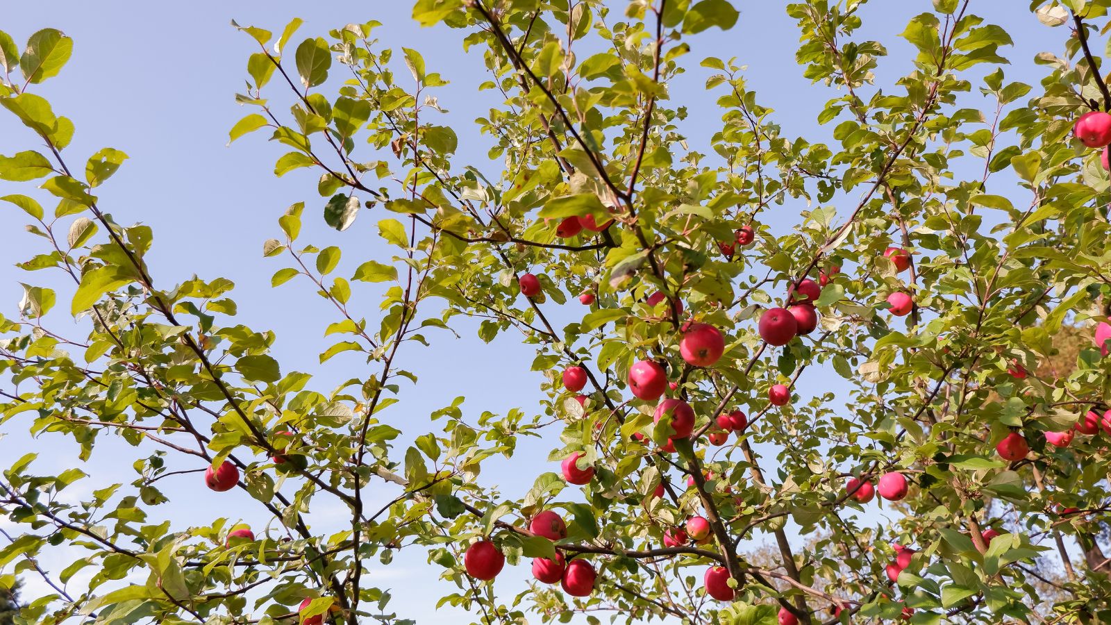 Lovely fruits of the Jonagold appearing bright red while dangling on branches surrounded by vivid green leaves having a blue sky in the background