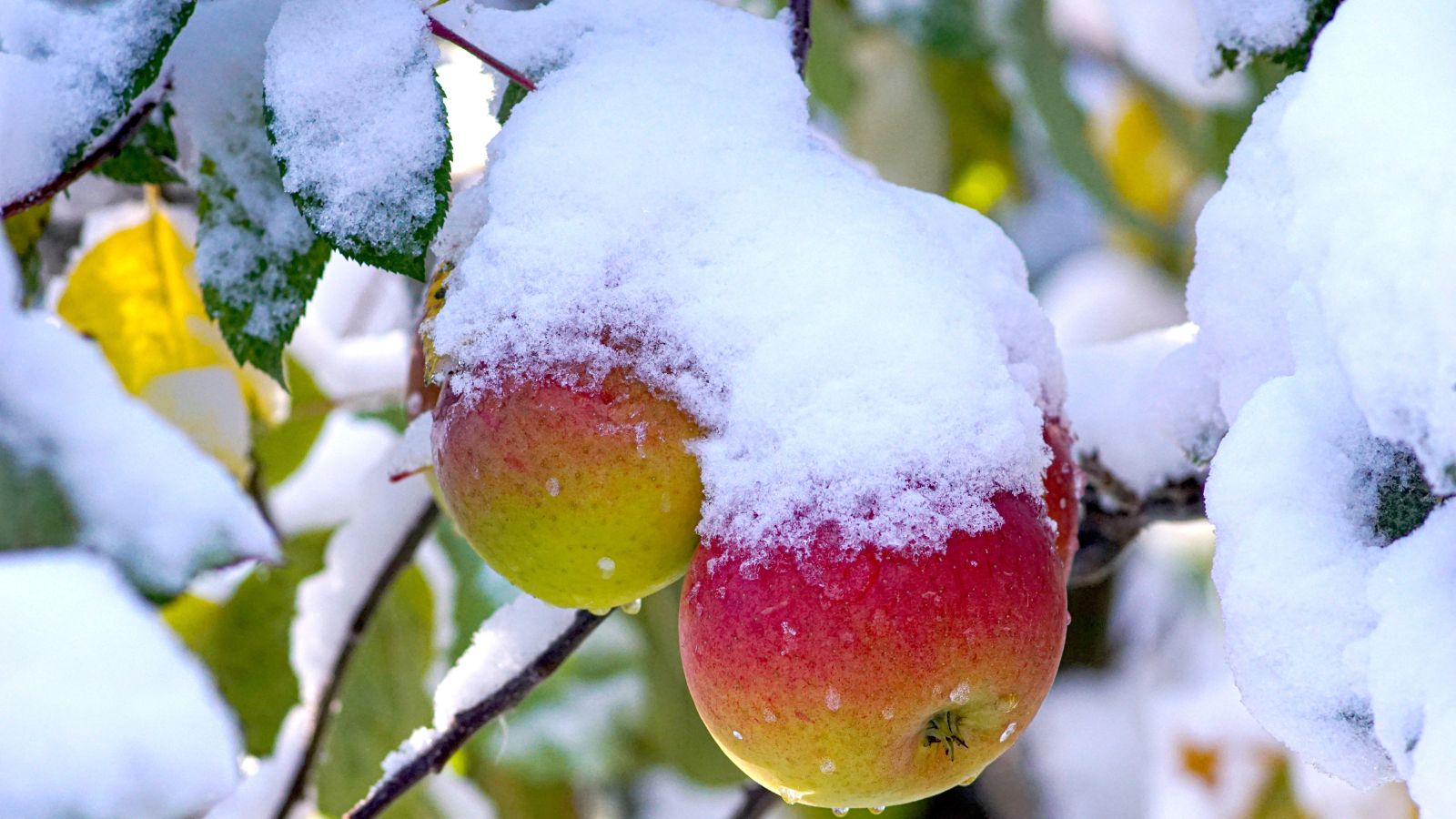 Lovely round Fameuse fruits having vivid red and green color, covered in light snow slowly melting into water drops on the fruits