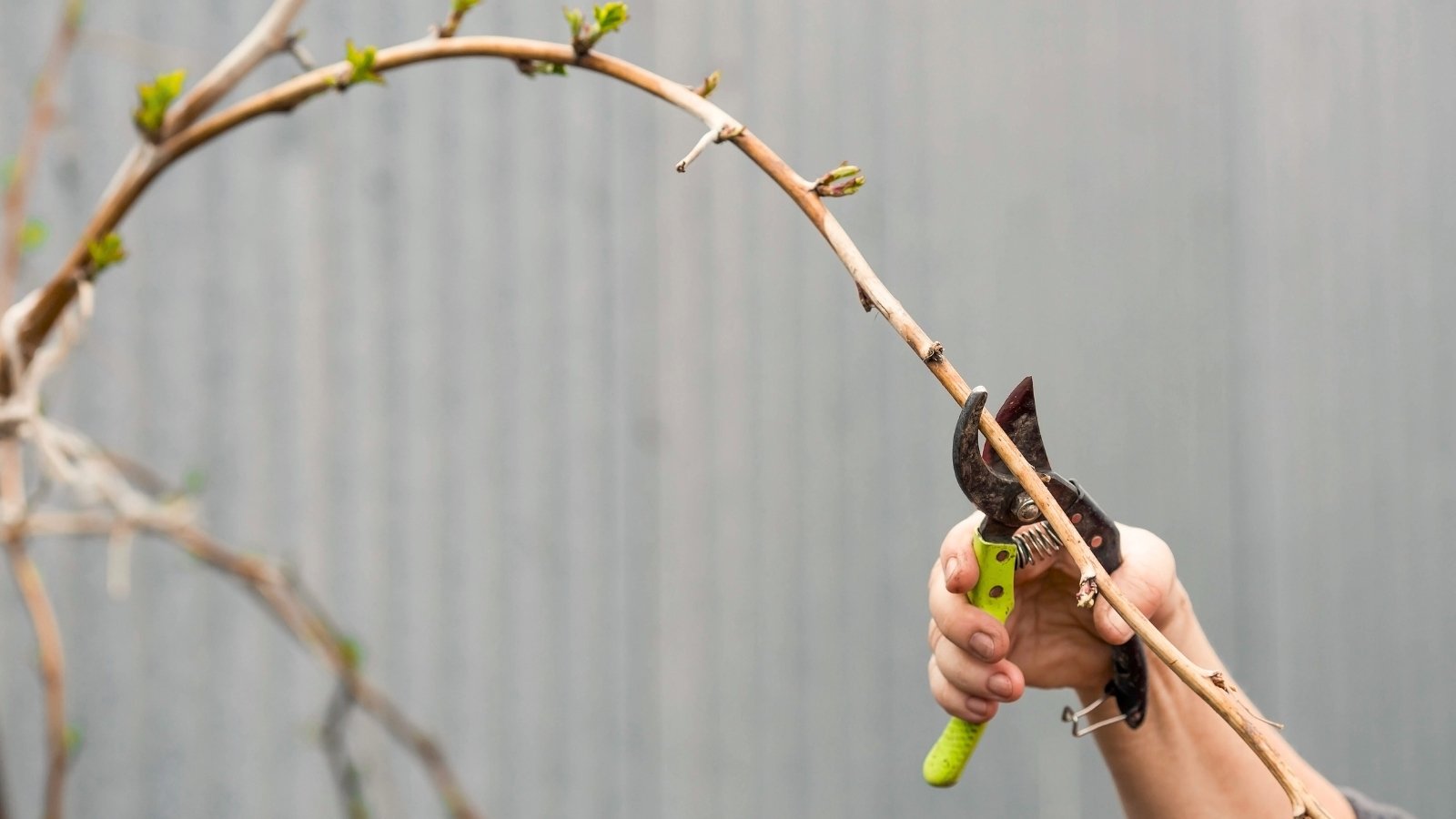 Close-up of a gardener's hand pruning a sprawling stem with young shoots in the garden.