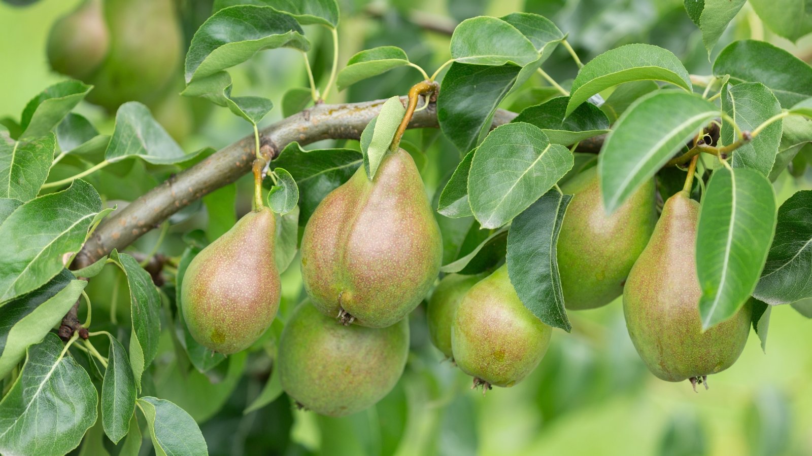 Shiny, teardrop-shaped fruits with a light green blush are nestled among thick, pointed green leaves.
