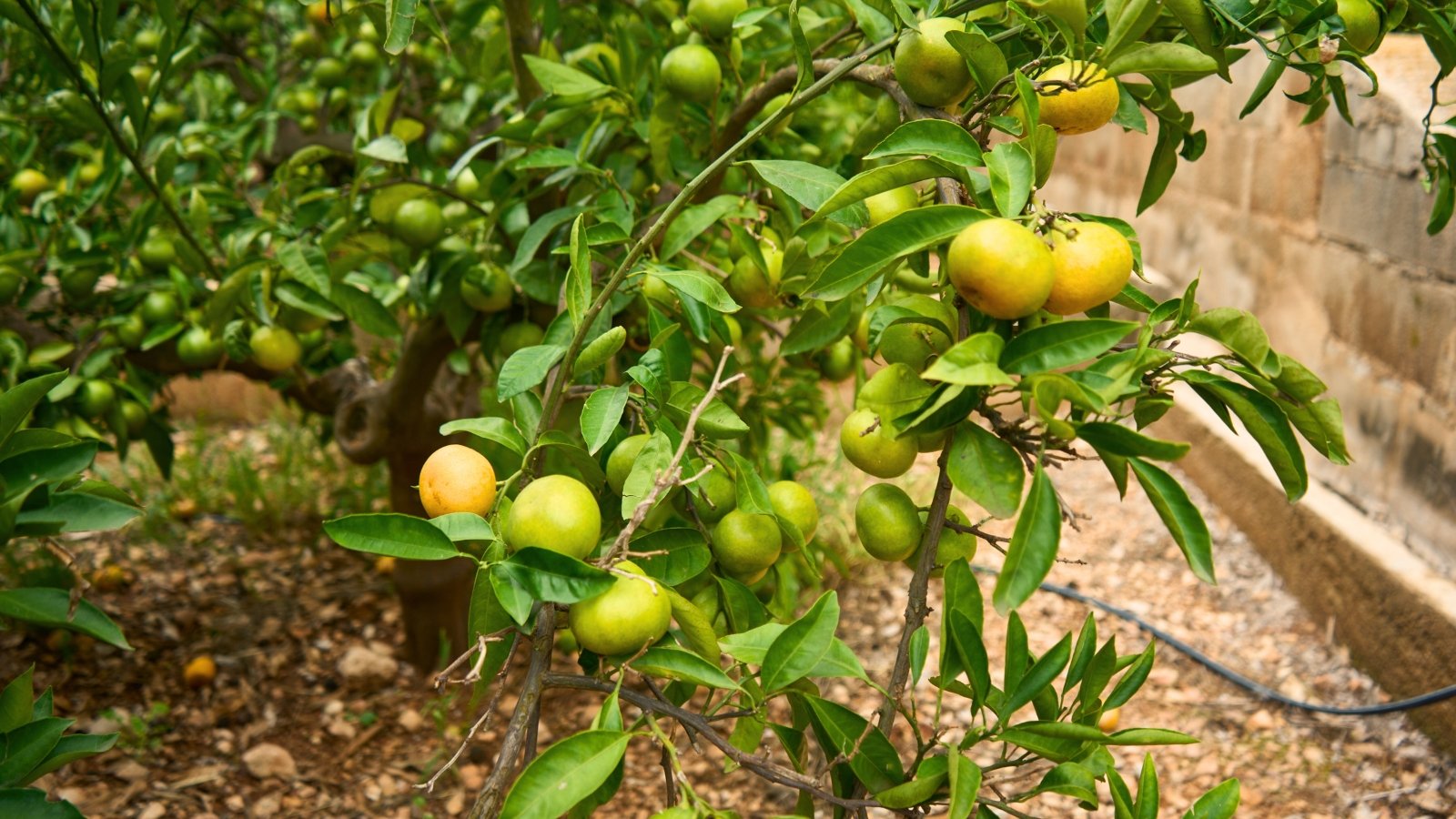 The tangerine tree has glossy, dark green leaves and branches adorned with small, green, and bright orange fruits.
