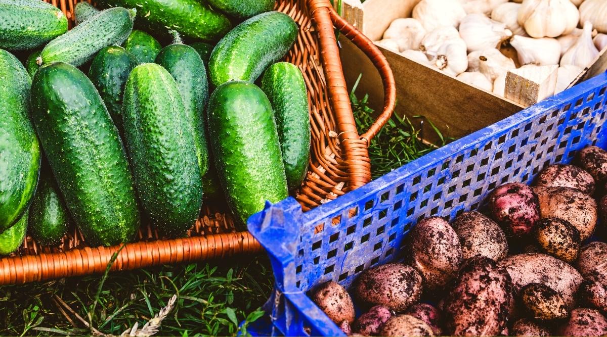 Can You Plant Cucumbers With Potatoes in Your Yard?