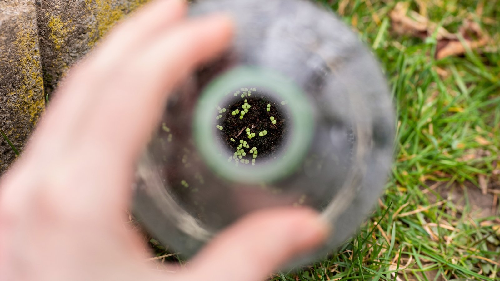 Close-up of little snapdragon seedlings with tiny cotyledons in a plastic bottle filled with soil.