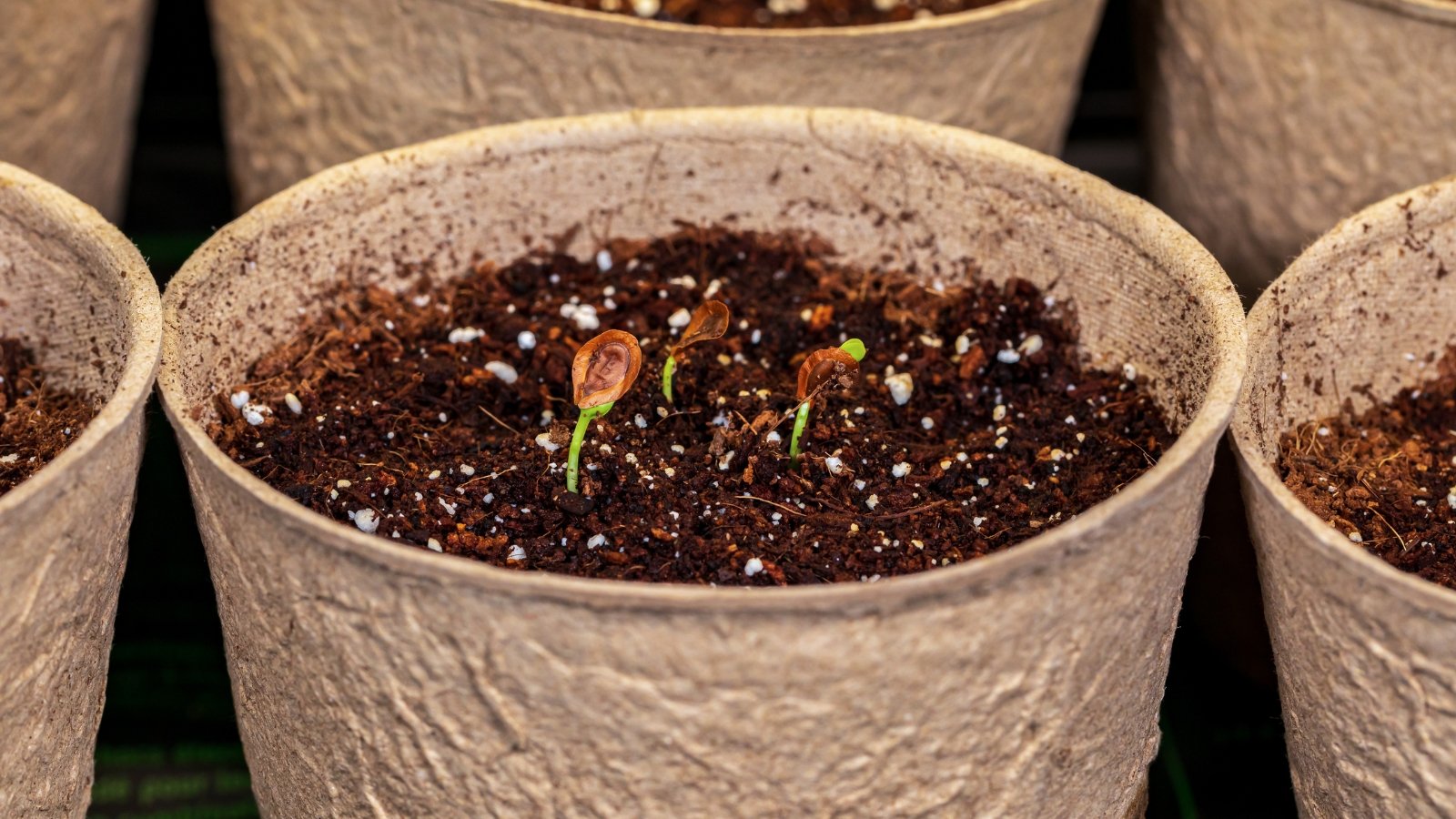 Small sprouts emerging from dark material inside round, light-brown biodegradable pots.