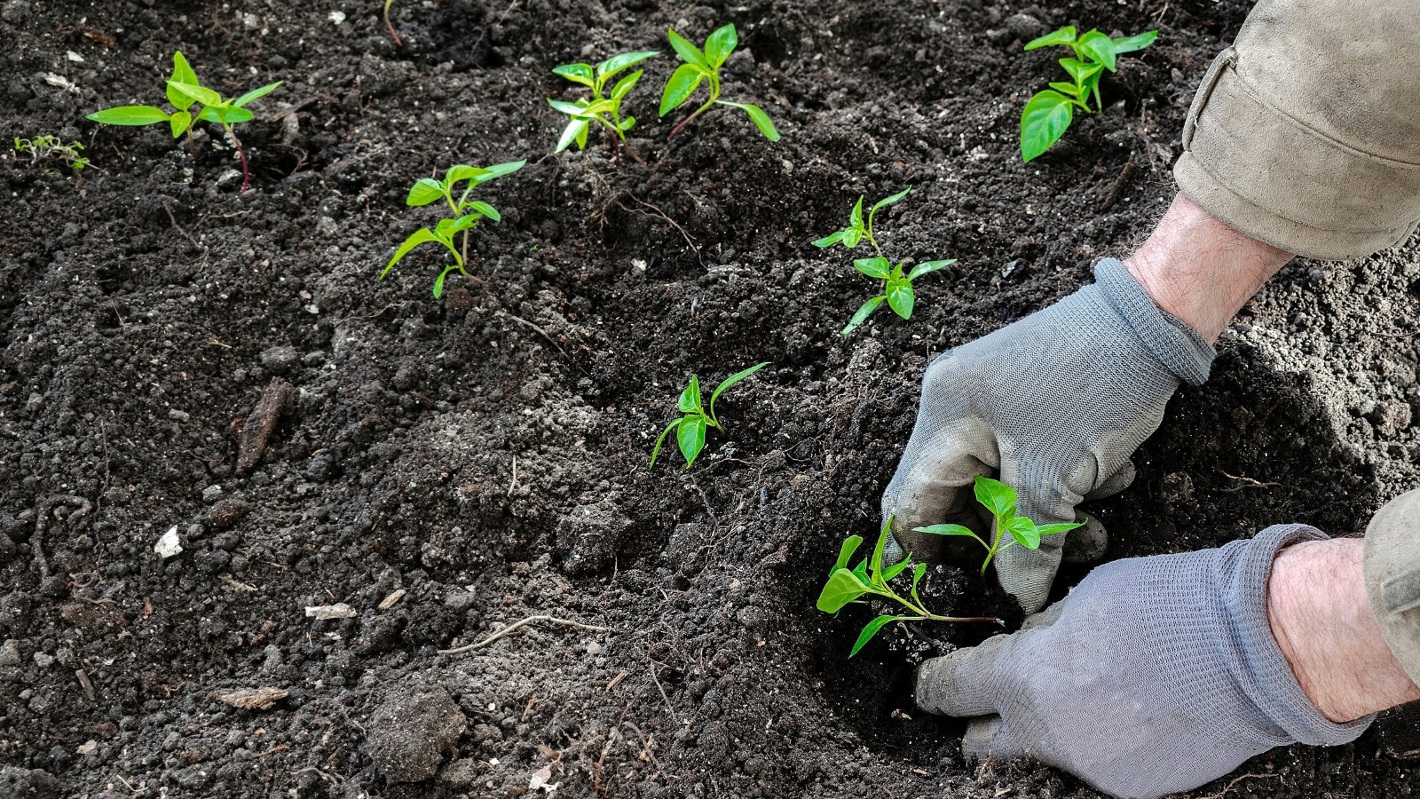 Gloved hands carefully planting small green seedlings into dark ground.