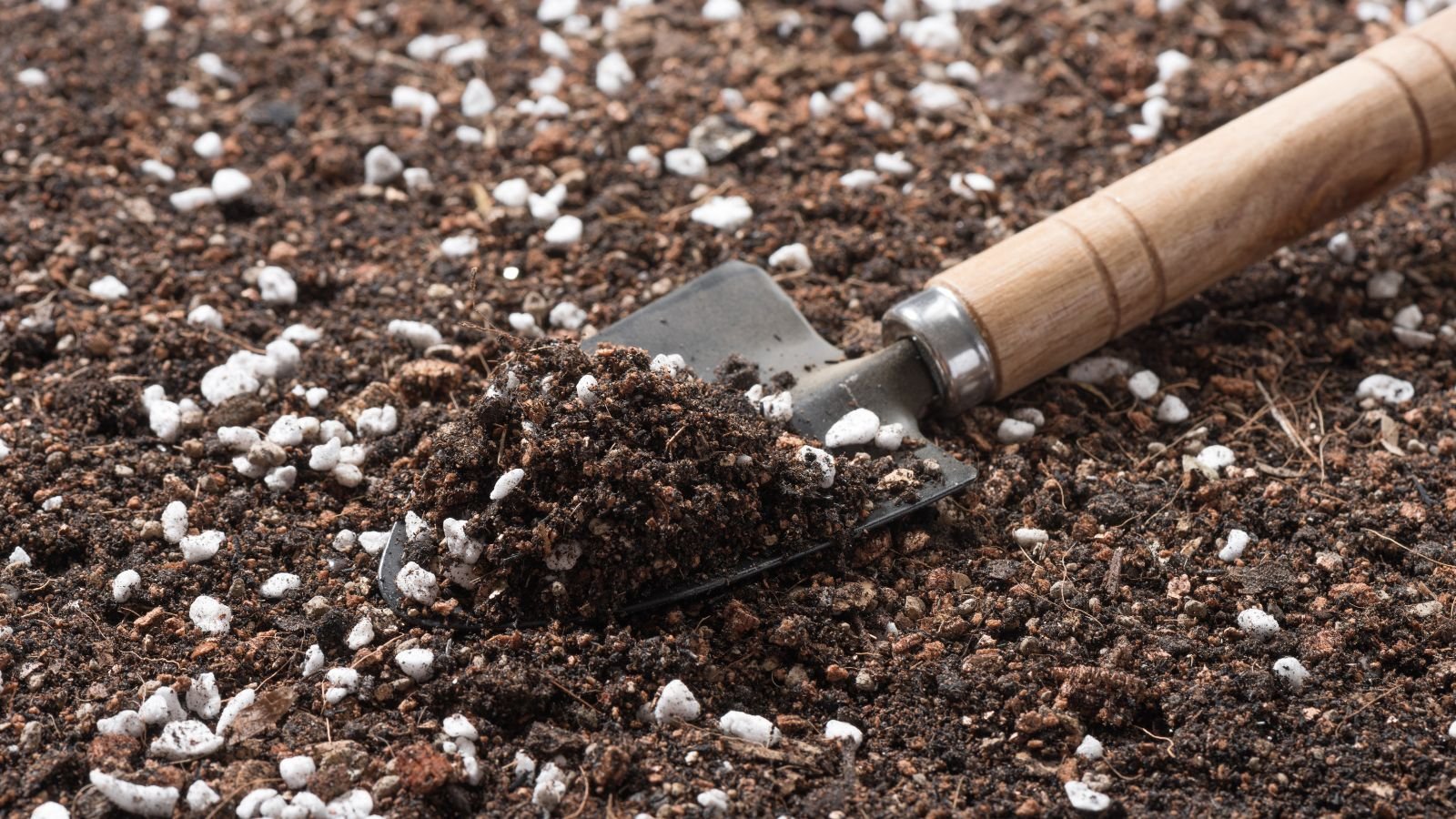 A shot of a succulent potting mix with a small shovel