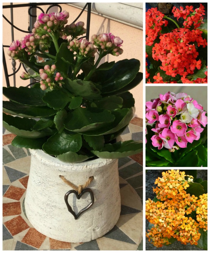 Kalanchoe plants in flower in a collage.