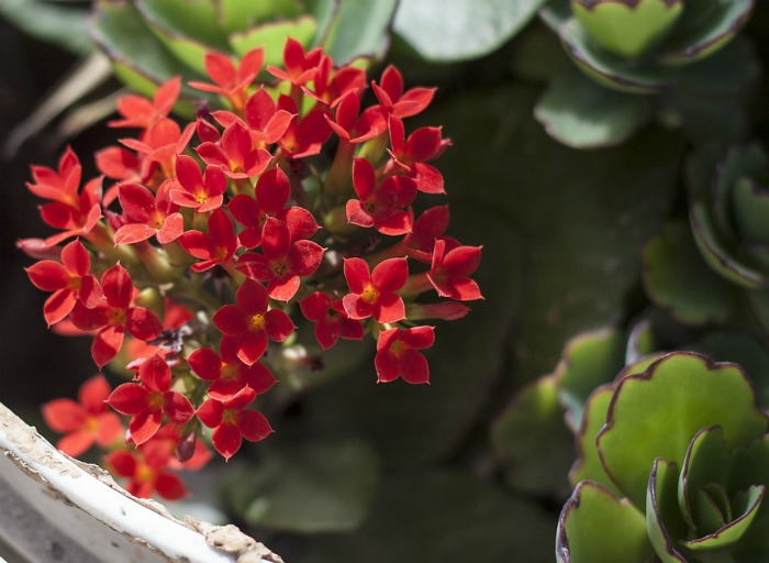 Flaming Katy red Kalanchoe plant close up