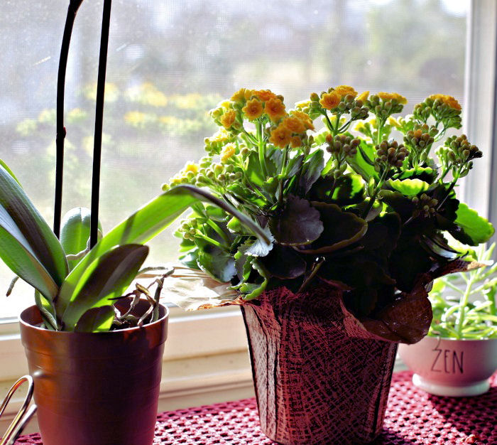 Widow's thrill plant on a sunny windowsill.