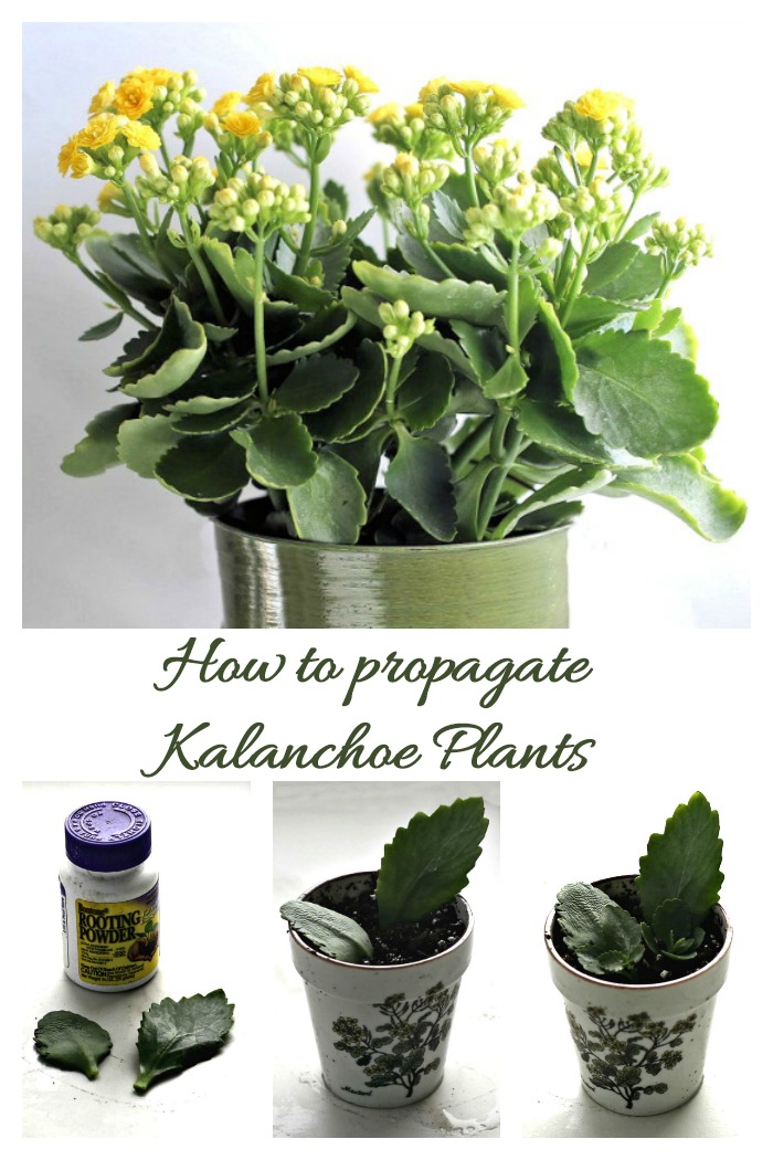 Kalanchoe plants and leaves with rooting powder in a collage with words How to propagate kalanchoe blossfeldiana.