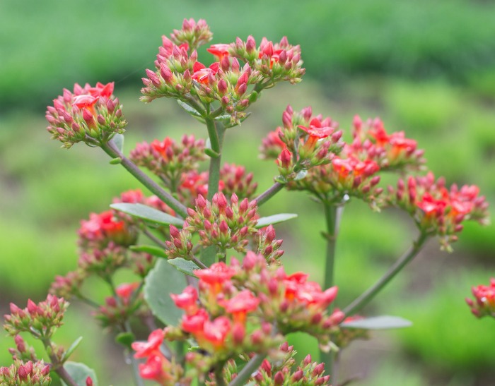 kalanchoe pinnata red flowers.