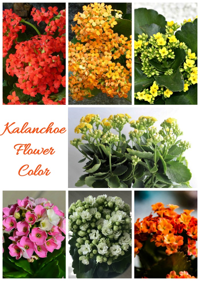 red, orange, yellow, pink and white kalanchoe flowers in a collage with words Kalanchoe flower color.