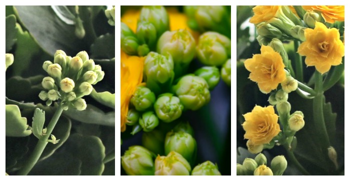 Kalanchoe flower buds opening