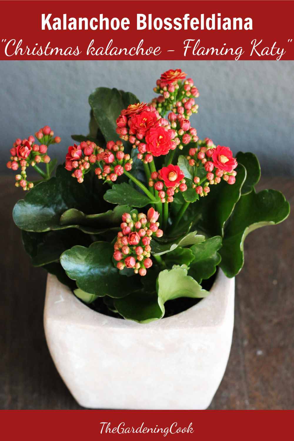 Christmas plant in a white pot with words Kalanchoe blossediana - Christmas kalanchoe, Flaming Katy.