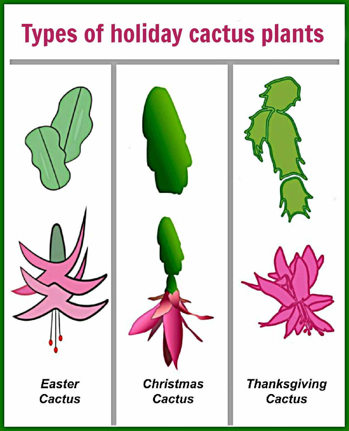 Pictures of leaves and flowers of holiday cactus plants.