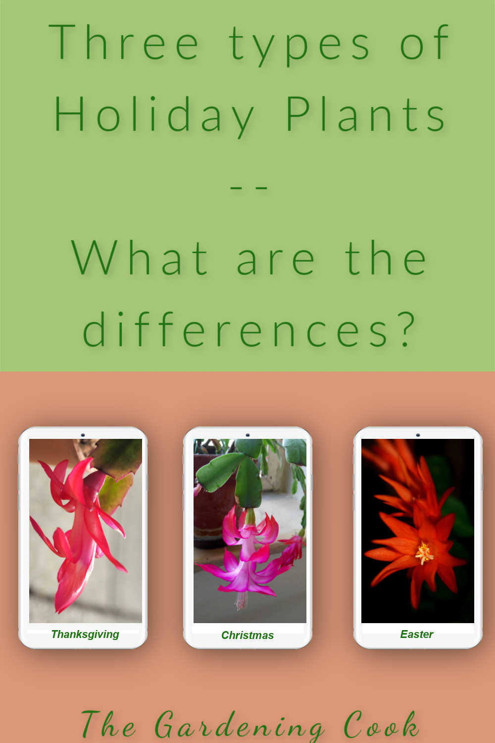 Three cell phones showing pictures of flowers with words three types of holiday cactus.