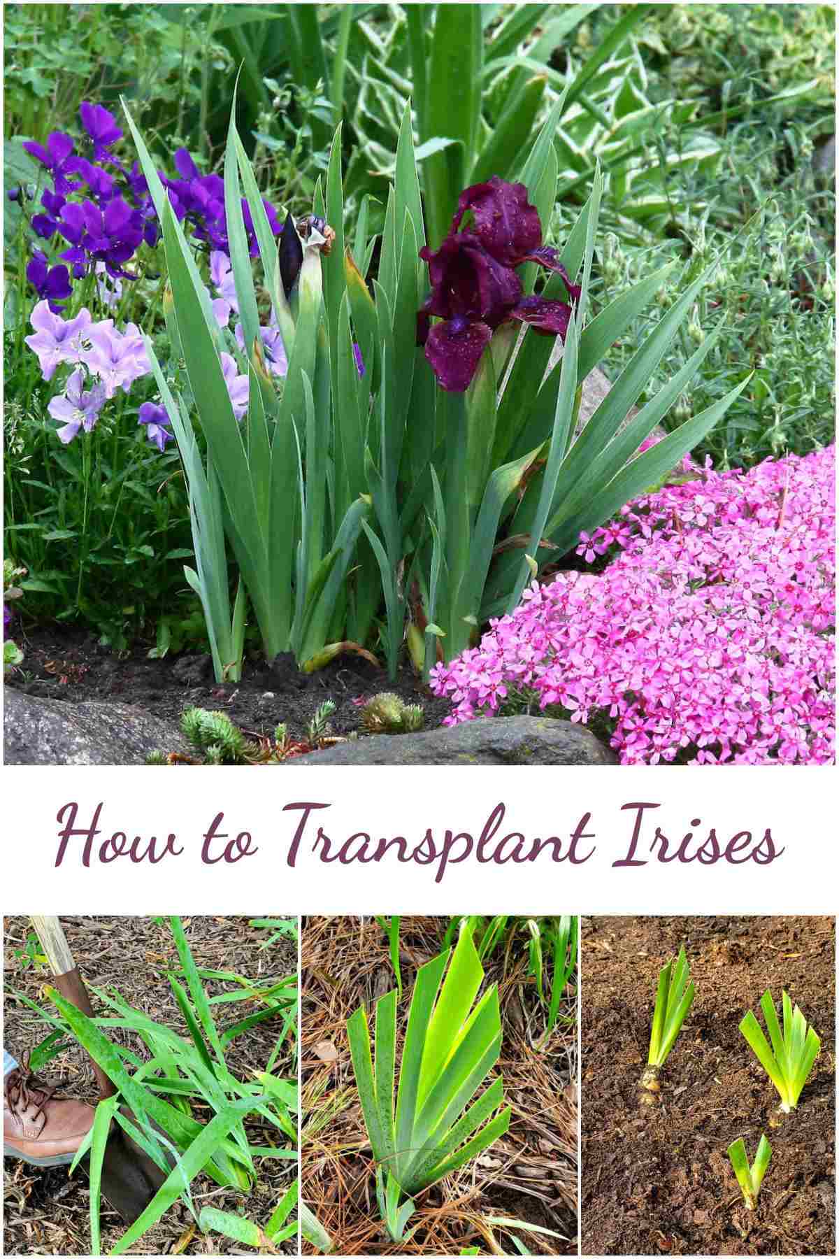 A collage with images of irises in a garden, man digging up rhizomes, trimmed foliage and transplanted irises. Text overlay reads How to Transplant Irises.