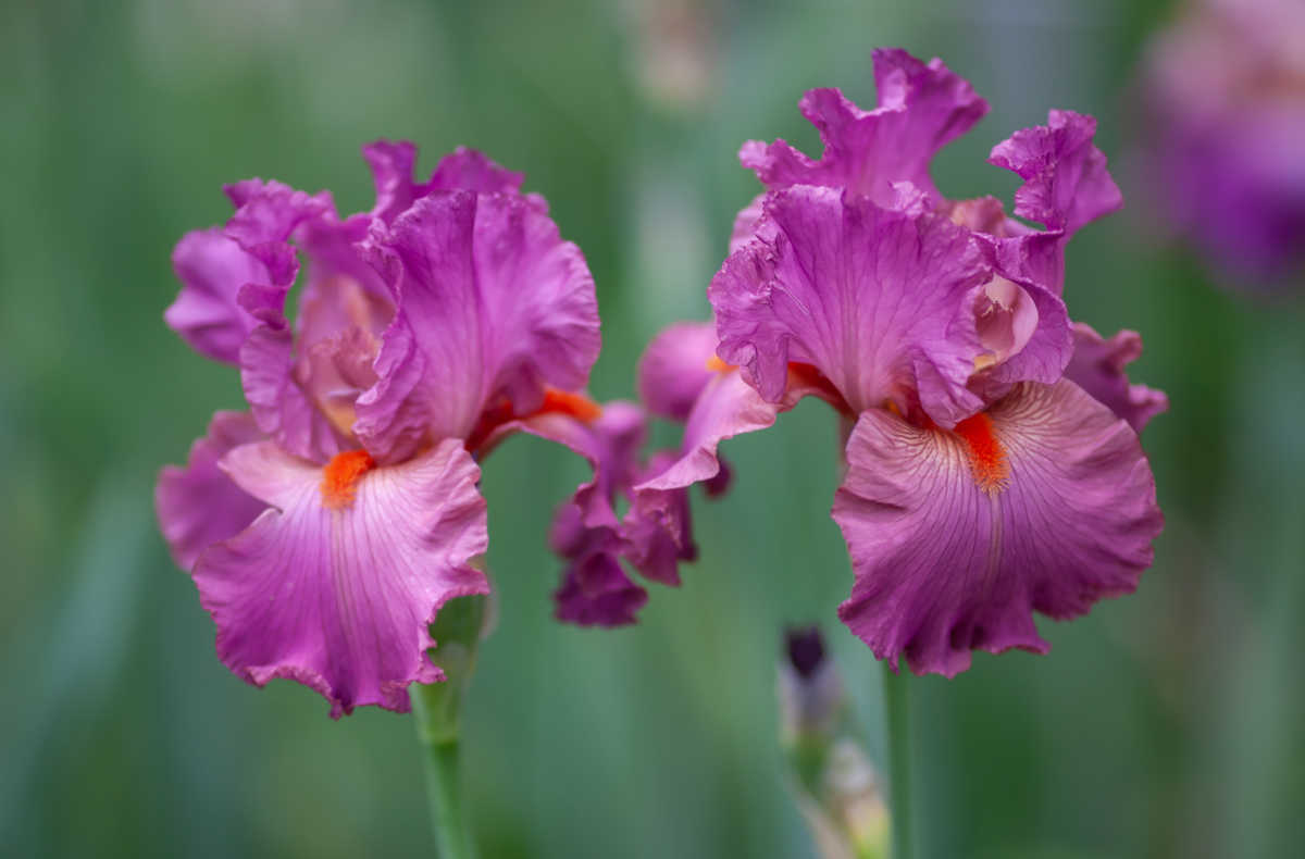 Purple and pink bearded irises in full bloom in a field.