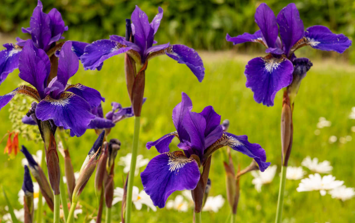 Row of beardless Siberian irises in flower.