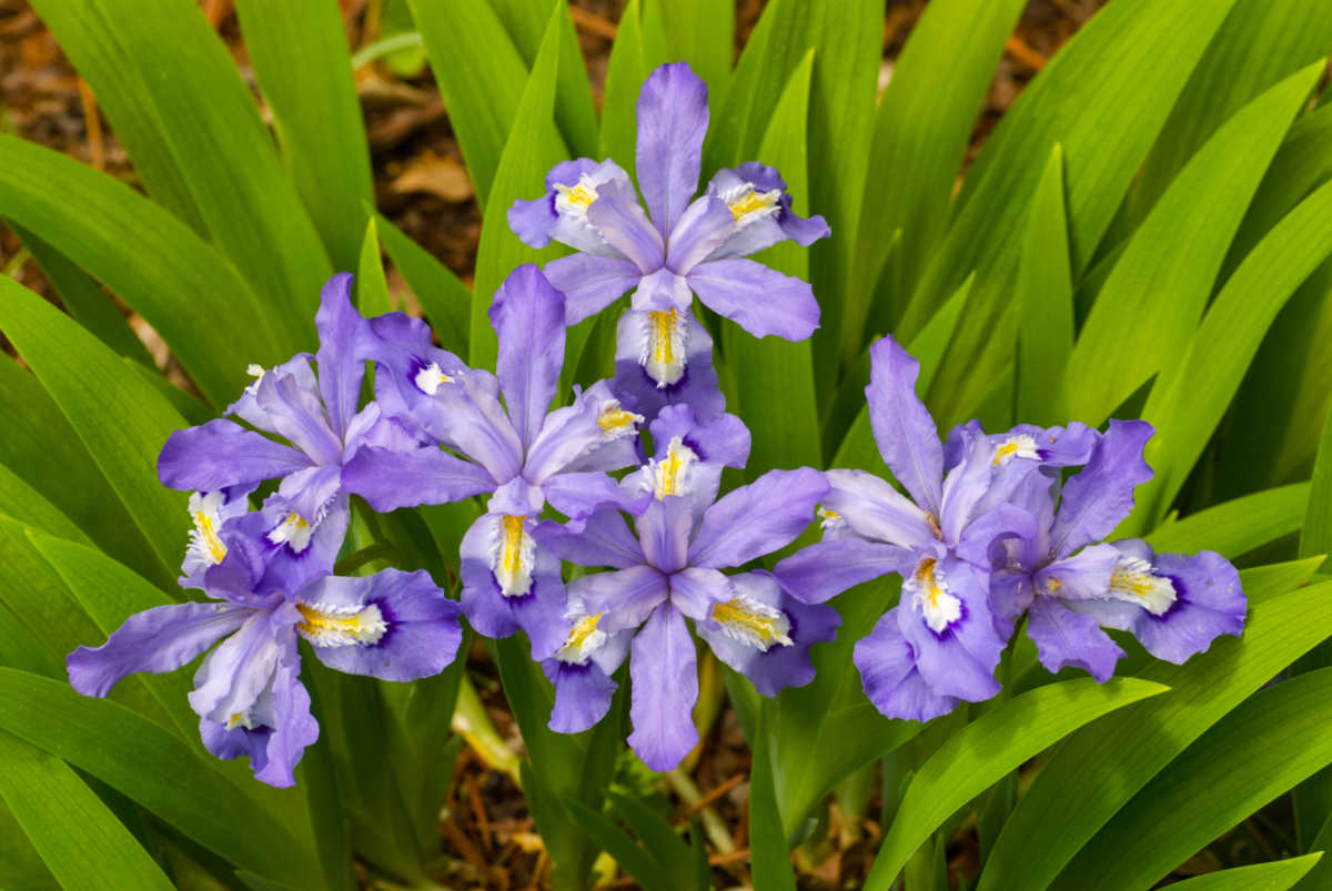 Group of crested irises in full bloom.