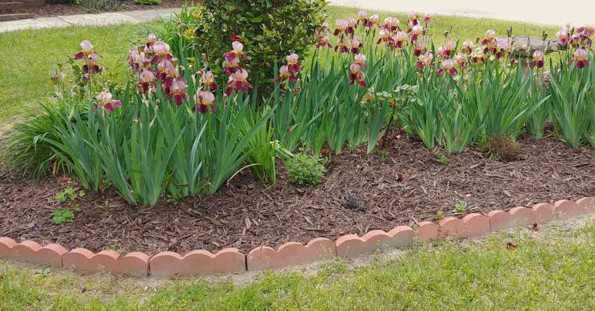 Purple irises blooming in a garden bed with a scalloped edge border.