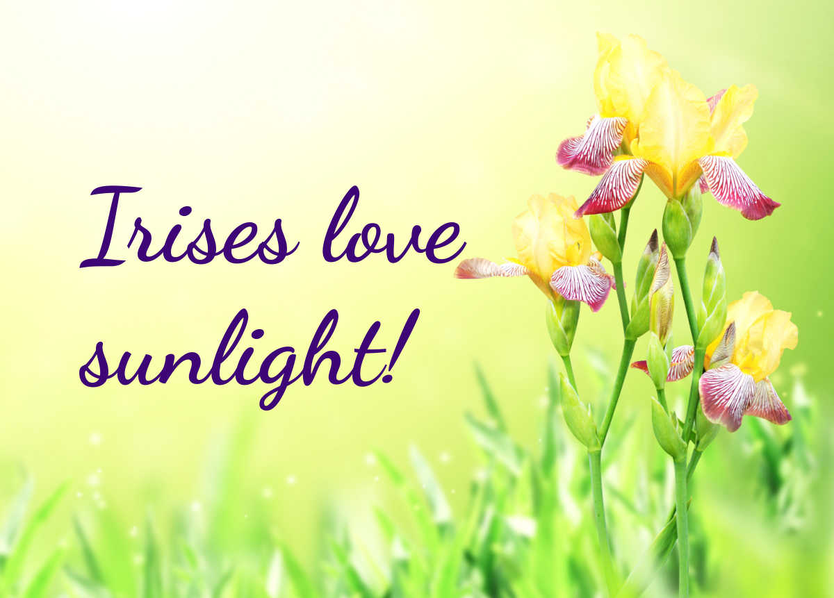 Picture of irises on a yellow background with words Irises love sunlight!