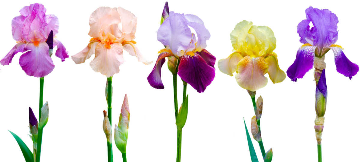 Different types of iris flowers in a row on a white background.