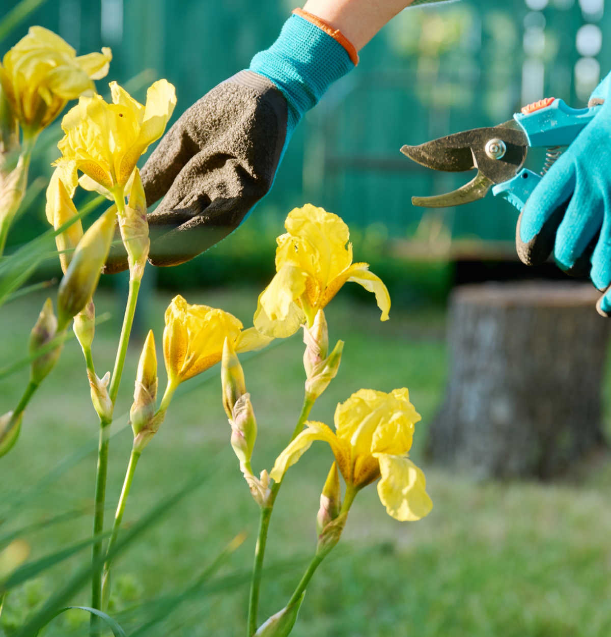 Woman with blue gardening gloves, holding pruners to prune stems of iris flowers.