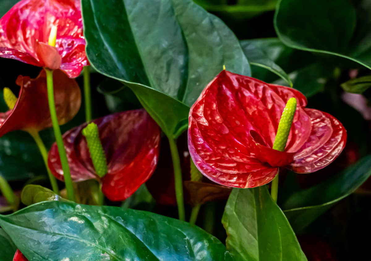 Red flowers of anthurium plant.