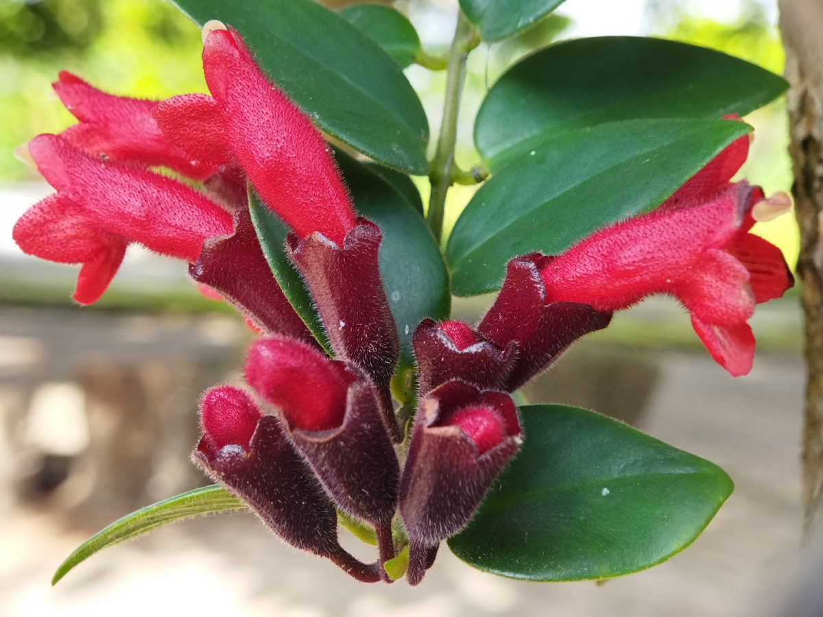 Trailing red blooms of lipstick plant.