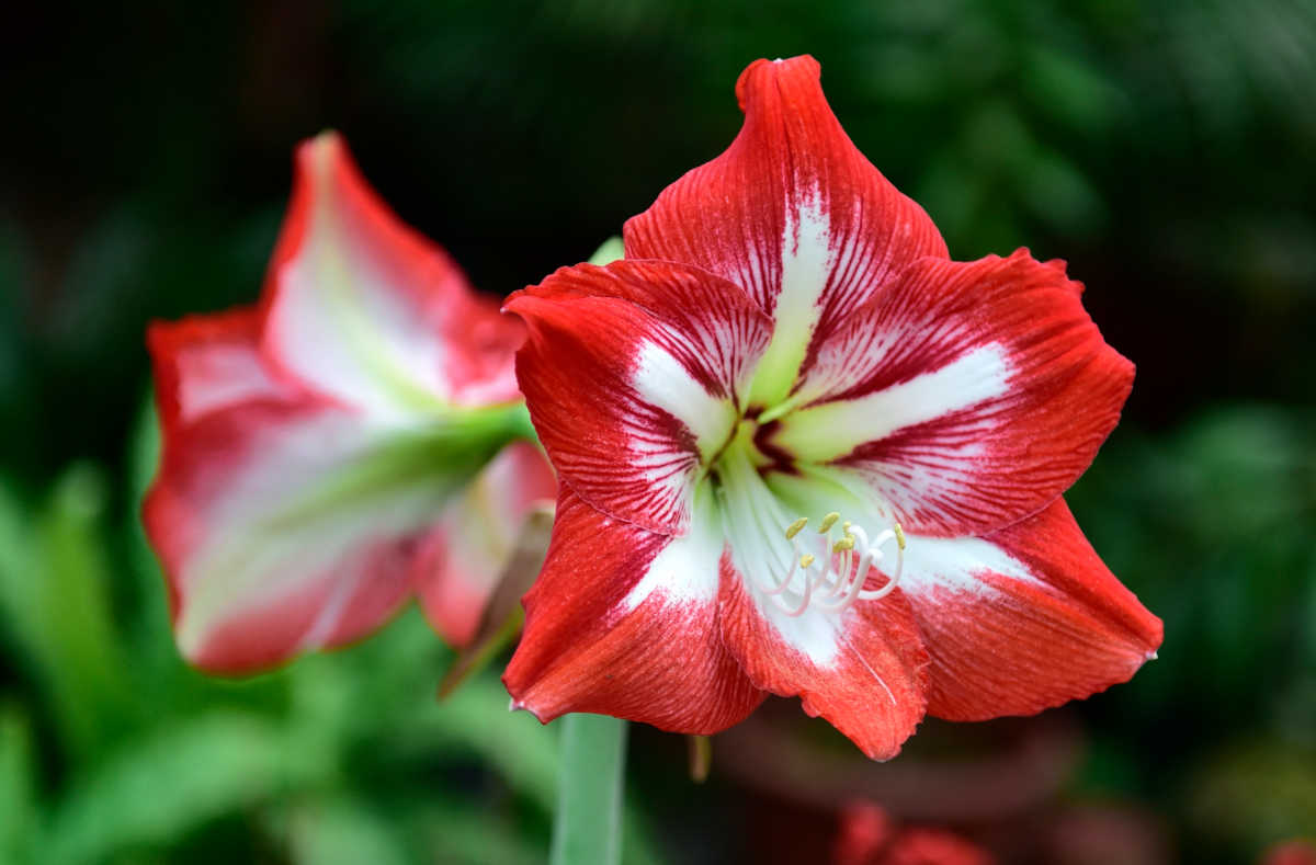 Red blooms of amaryllis plant.