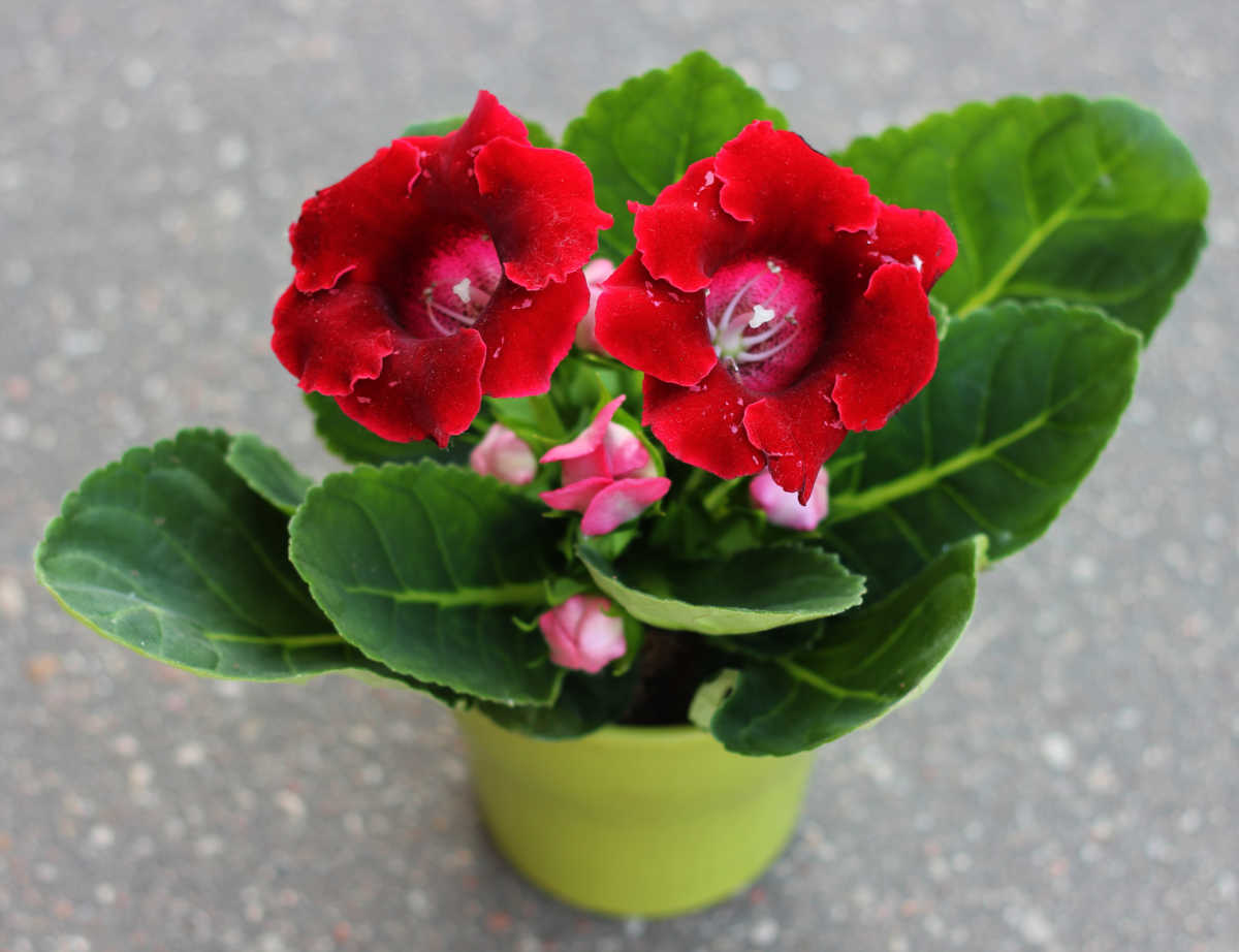 Red flower potted plant - gloxinia plant in a yellow pot.