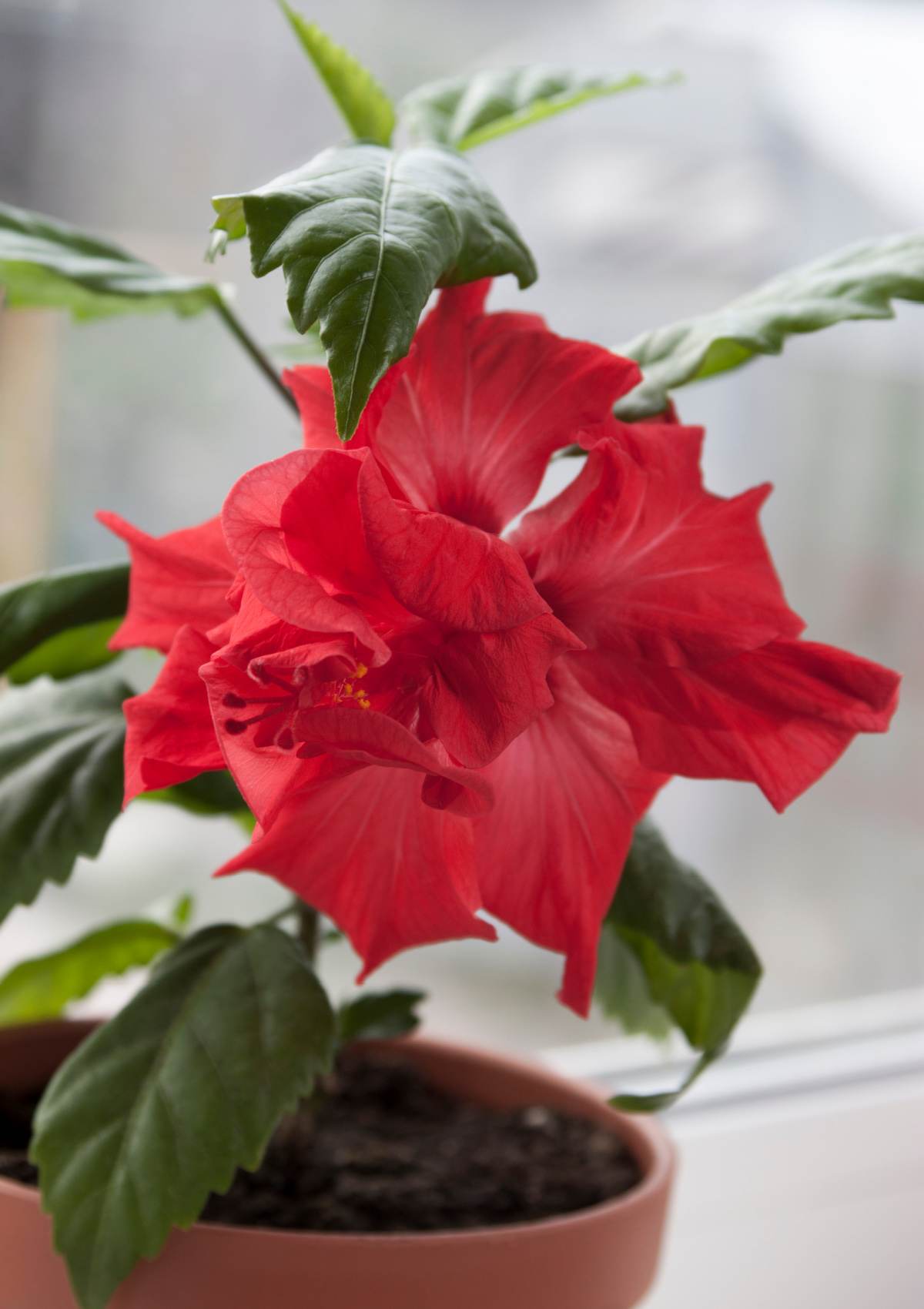 Potted hibiscus indoor plant with red flowers.