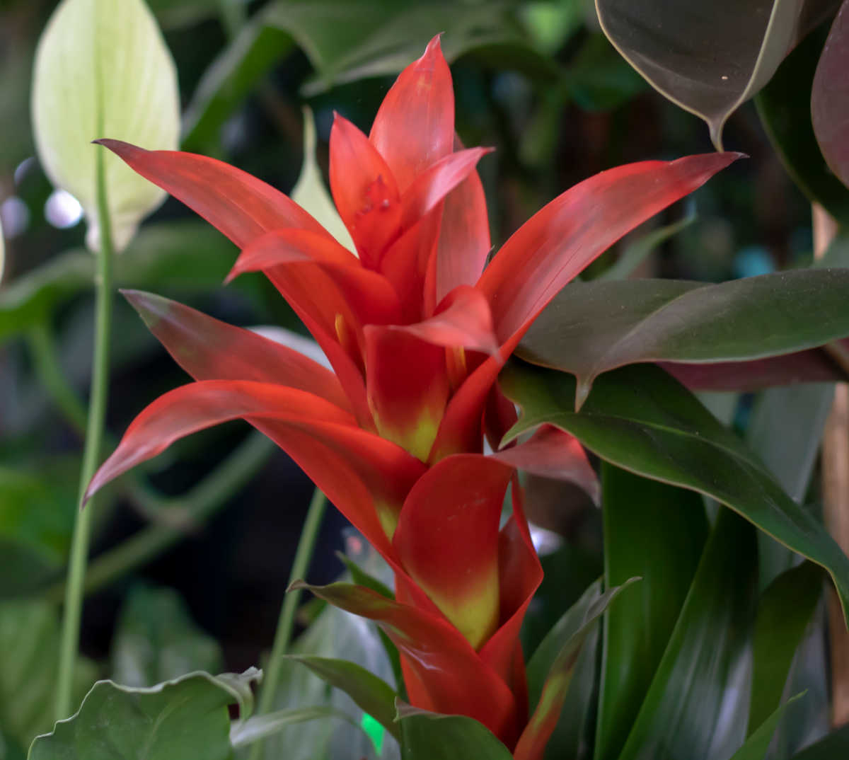 Red Bracht of guzmania lingulata bromeliad.