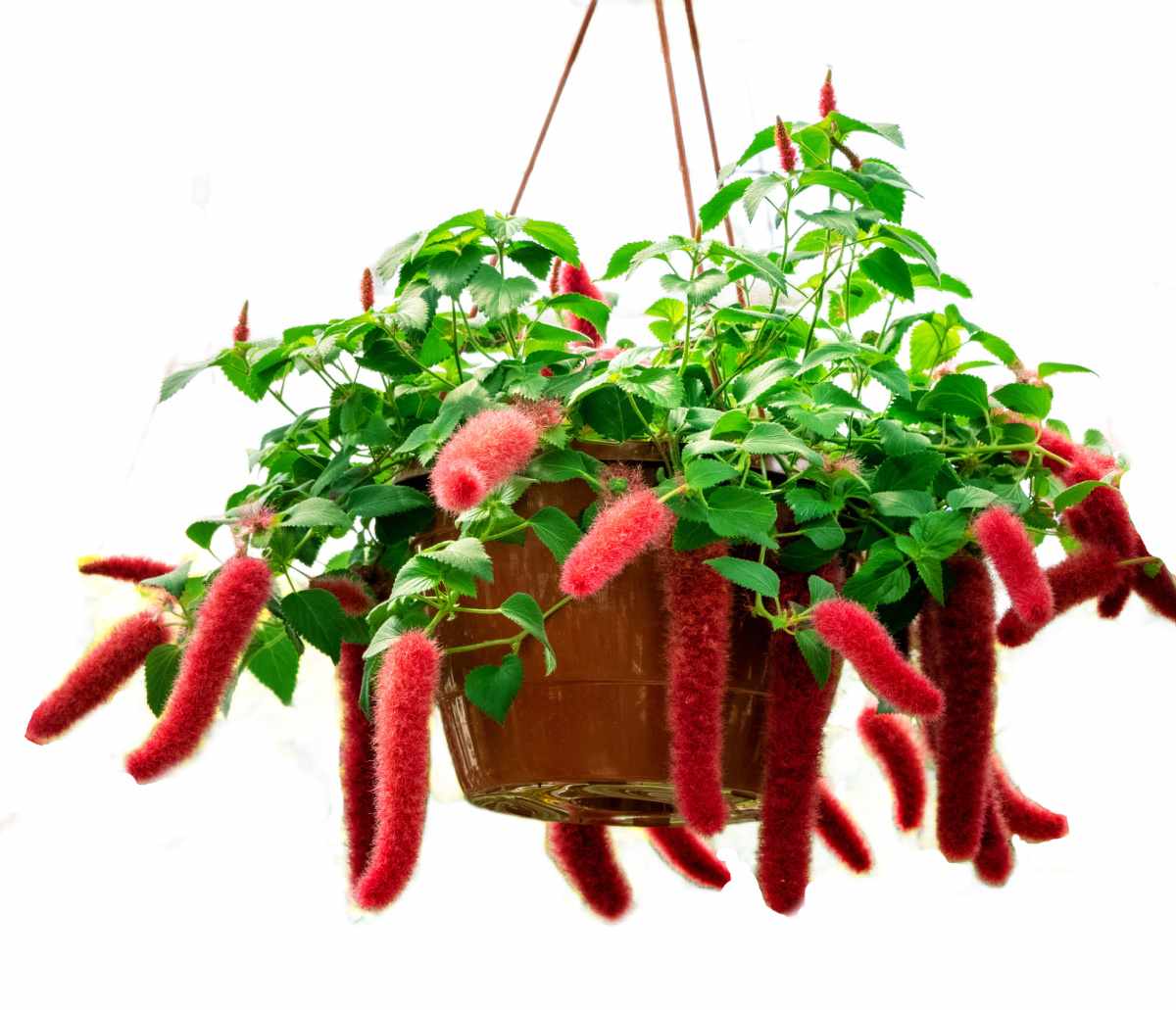 Chenille plant in bloom in a hanging basket.