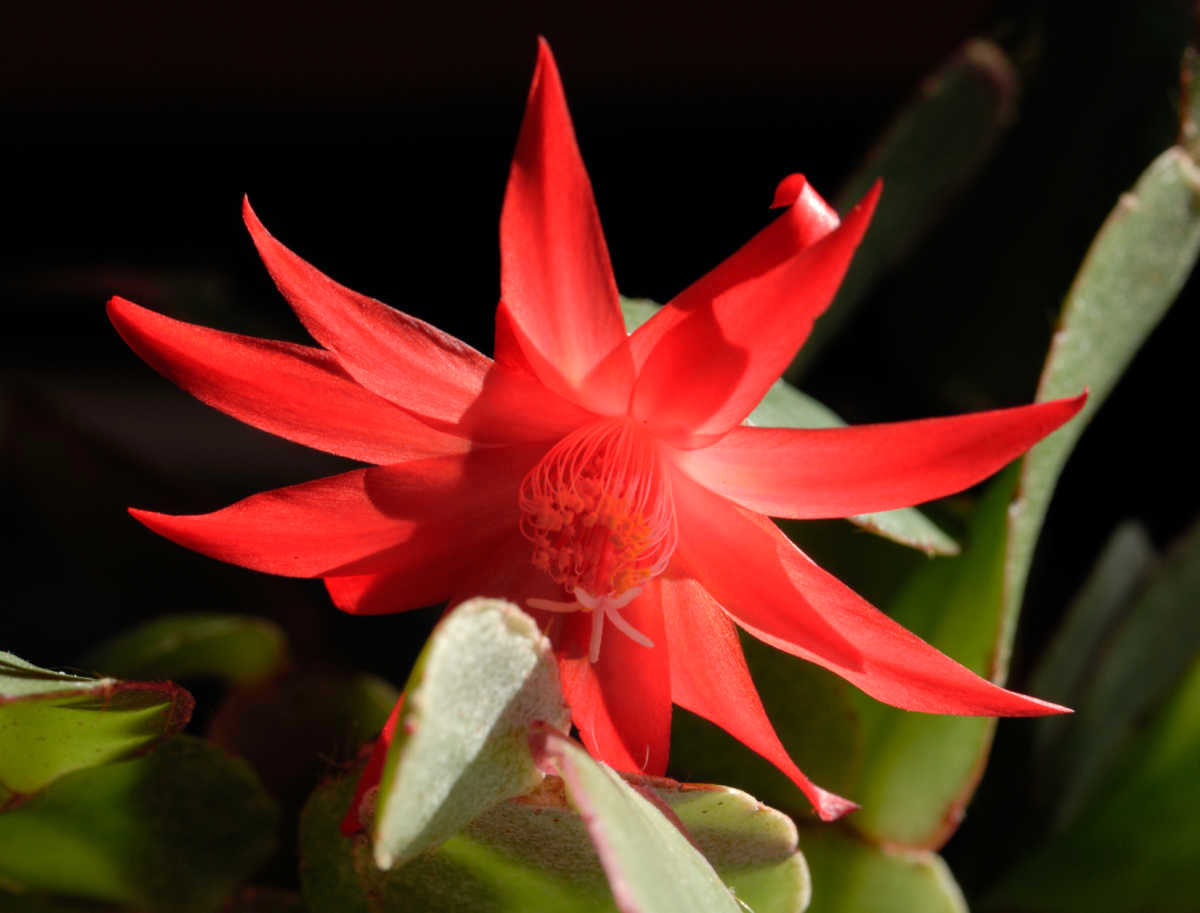 Red Easter cactus in bloom.