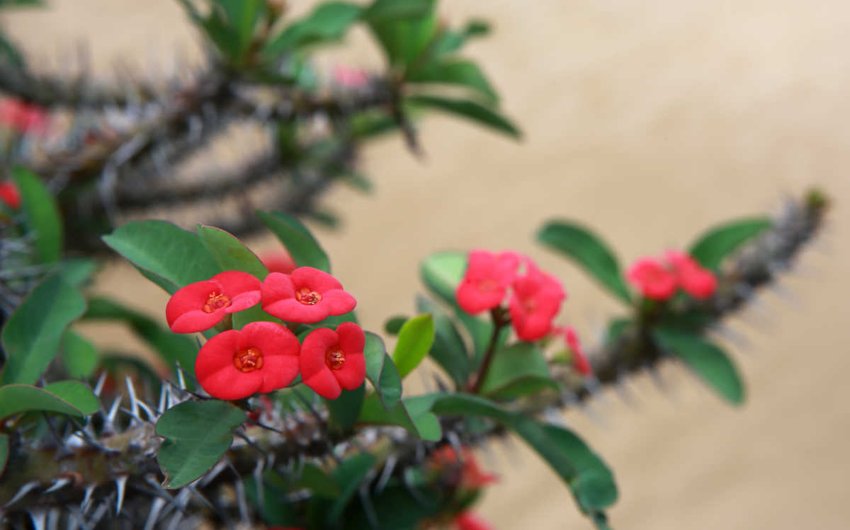 Red flowering crown of thorns plants with spikes on the stems.