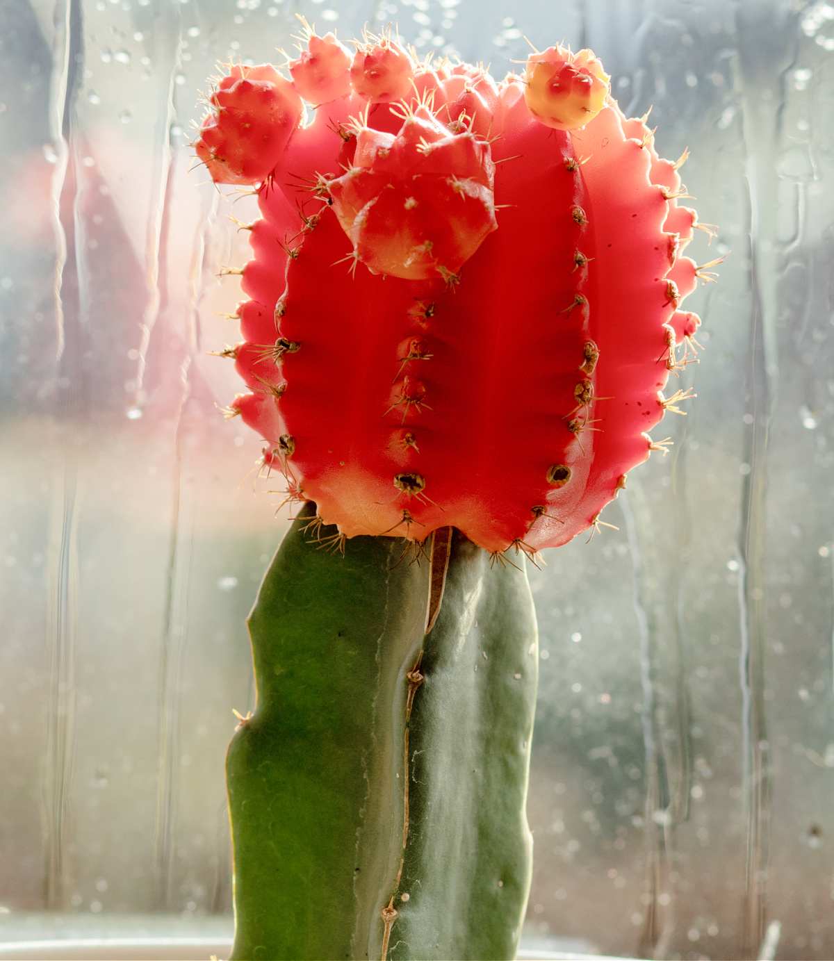 Red moon cactus, a grafted cactus with a red top.