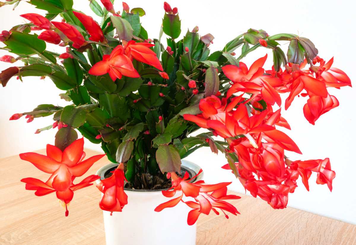 Thanksgiving cactus in a white pot with red flowers.