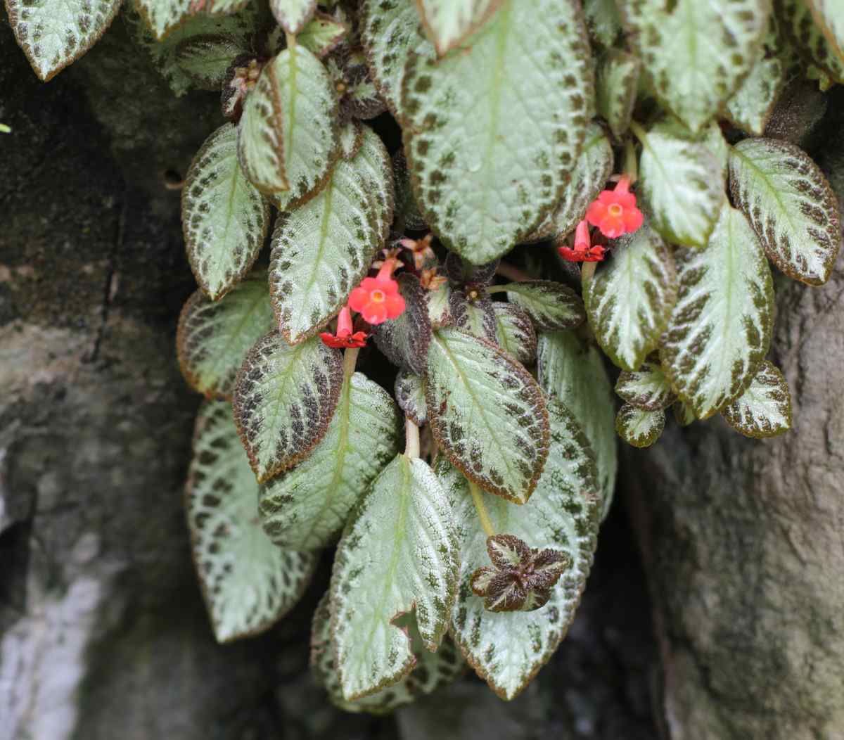 Episcia silver skies in flower.