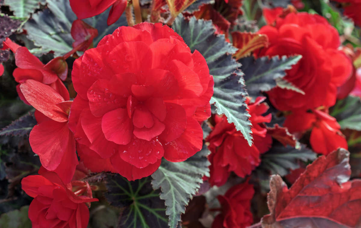 Tuberous begonias covered in large red blooms.