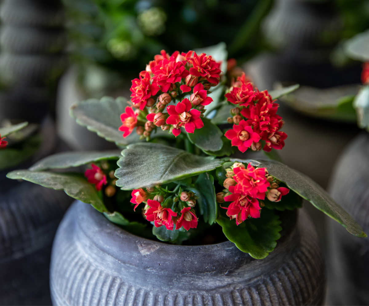 Flaming Katy plant in a pot with red flowers.