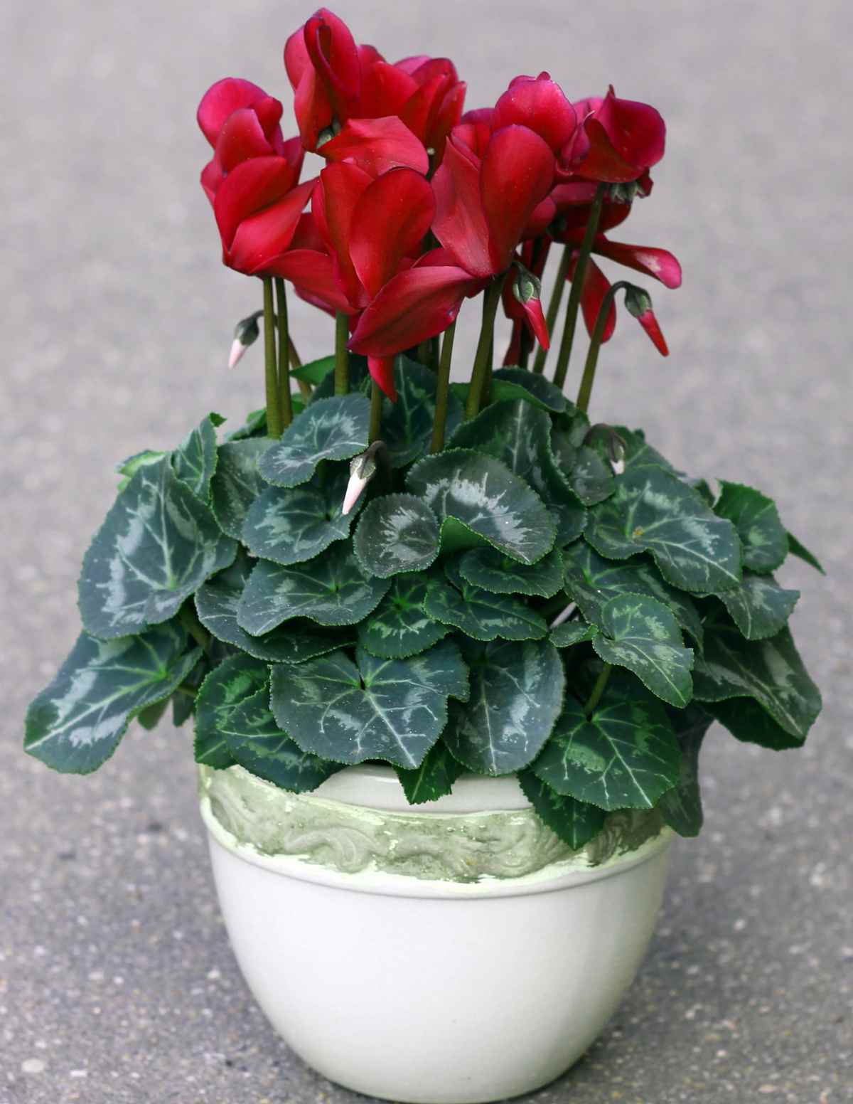 Red cyclamen in full bloom in a white pot.